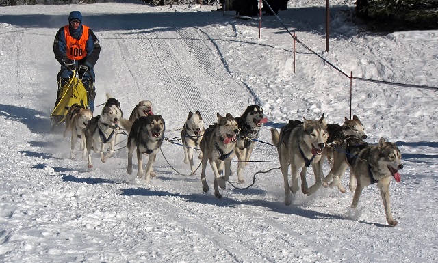 Iceland in December Dog Sled