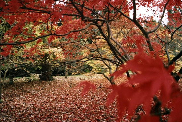 Best Time to Visit England: Westonbirt Arboretum