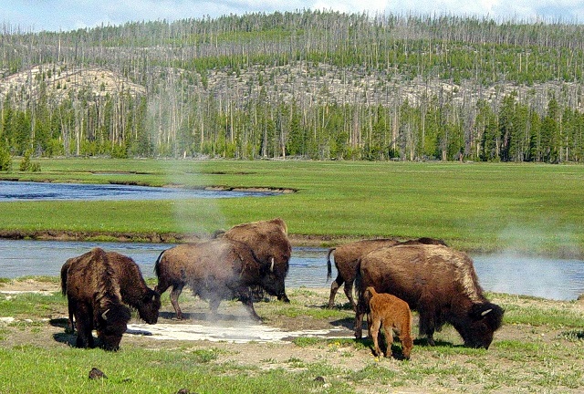 Yellowstone National Park