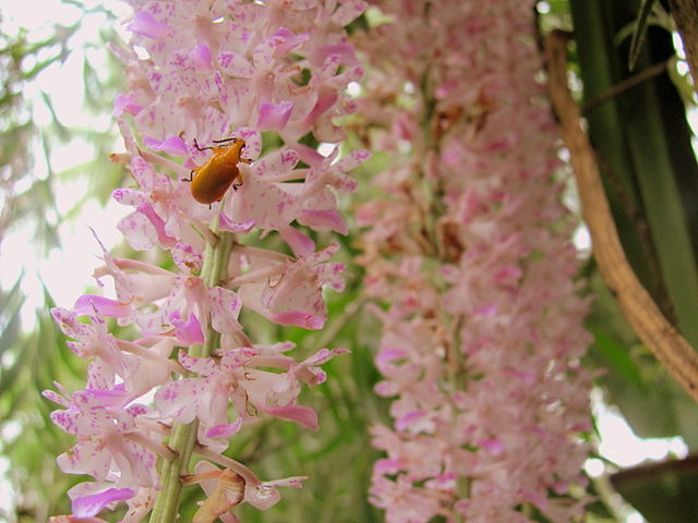 Assam koppu orchid