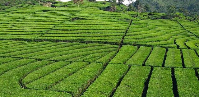 tea gardens of Assam India