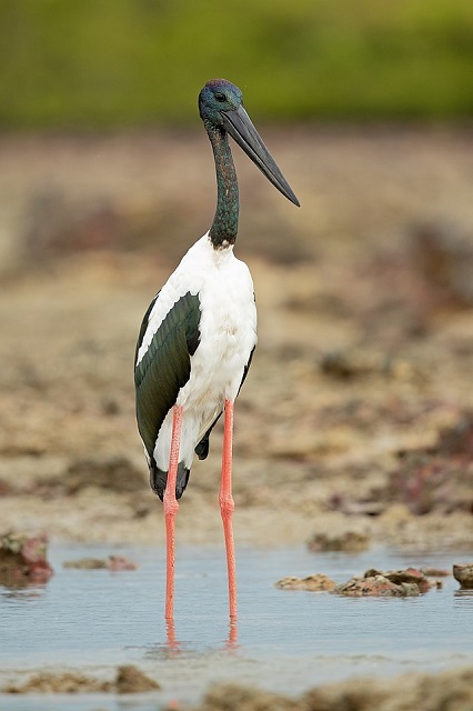 Black-necked Stork