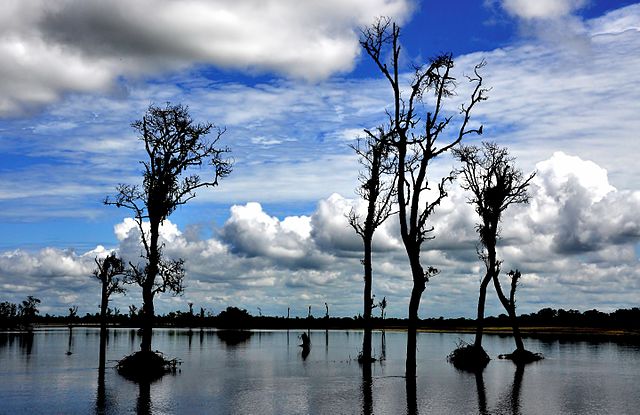 Dibru Saikhowa National Park Assam India