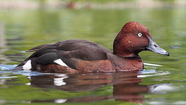 Ferruginous duck