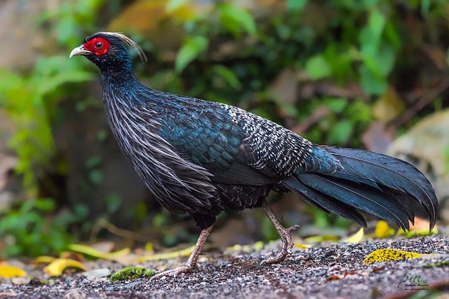 Kalij Pheasant