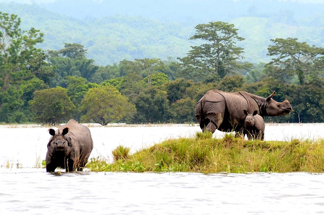 Kaziranga National Park Assam India