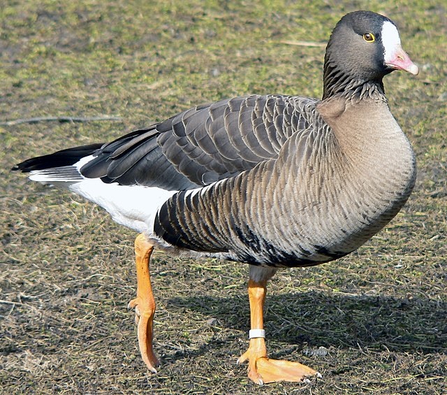 Lesser white-fronted goose