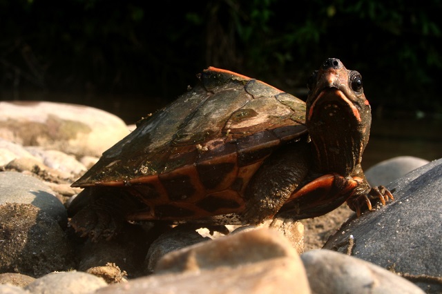 Roofed Turtle