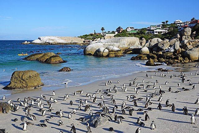 Boulders Bay, things to do in Cape Town