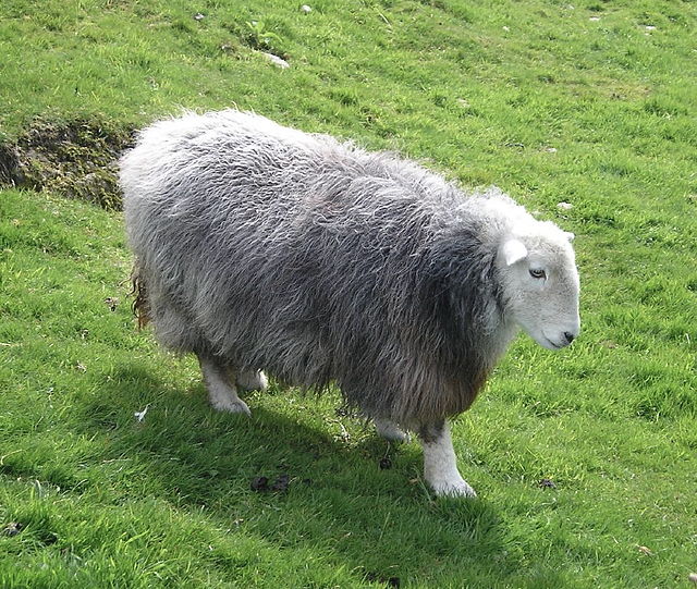 Herdwick