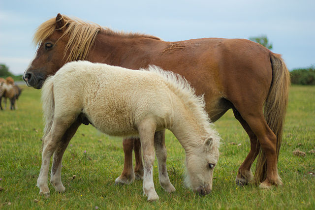 Wildlife in New Forest