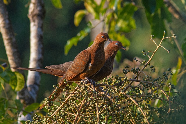 Cuckoo Dove