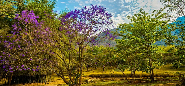 Jungle Hut, Masinagudi