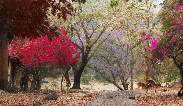 Jungle Hut Resorts