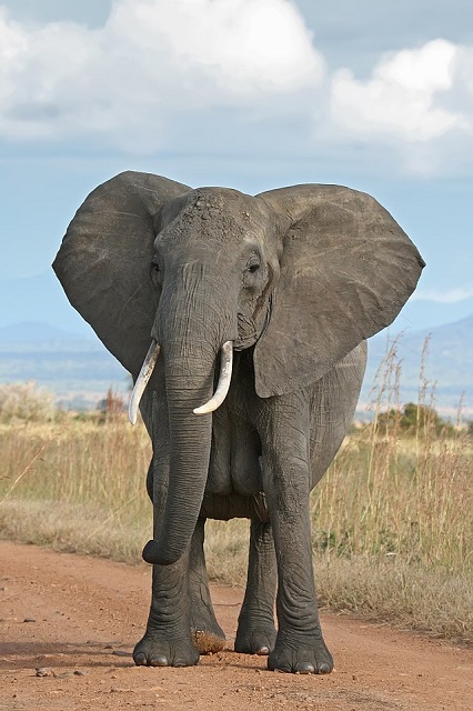 African bush elephant Congo