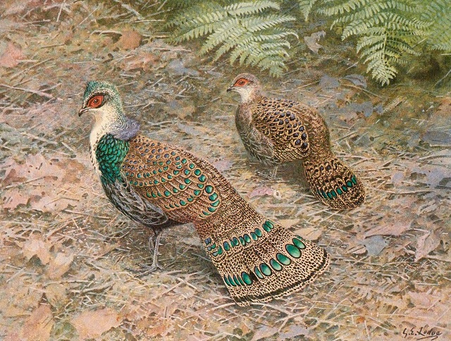 Bornean Peacock-Pheasant