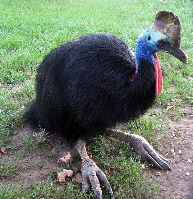 Cassowary bird