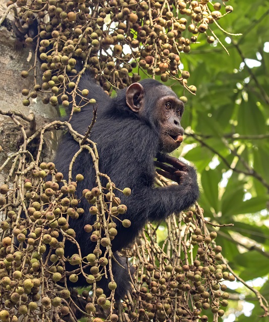 Chimpanzee