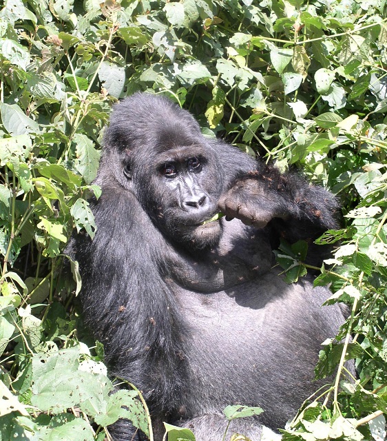 Eastern Lowland Gorillas