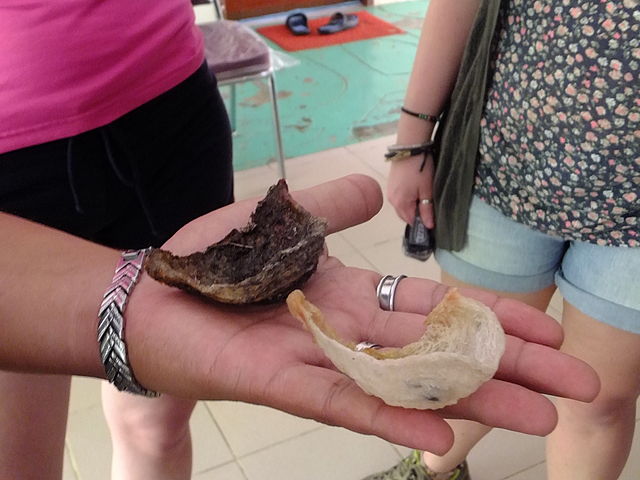 Edible bird nest