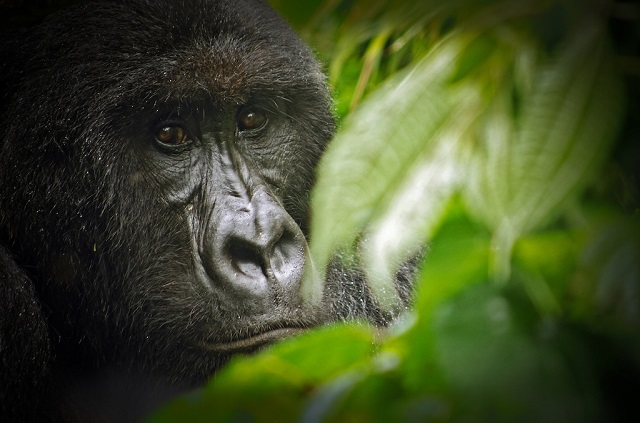 Mountain Gorilla