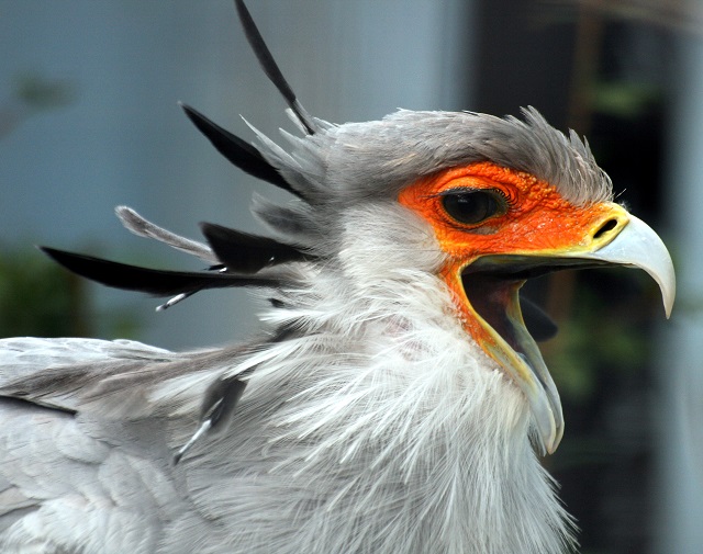 Secretary Bird