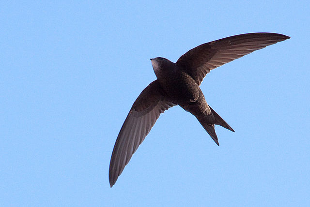 Swift Bird