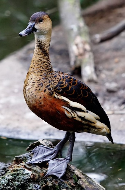 Wandering Whistling-Duck