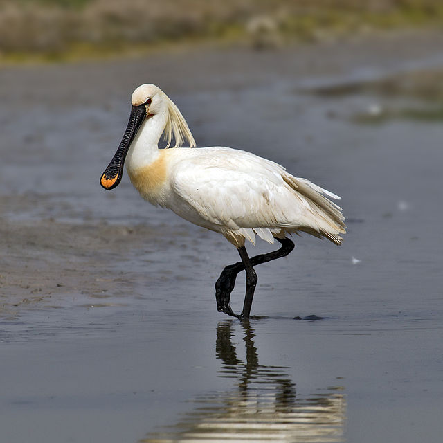 Eurasian Spoonbill