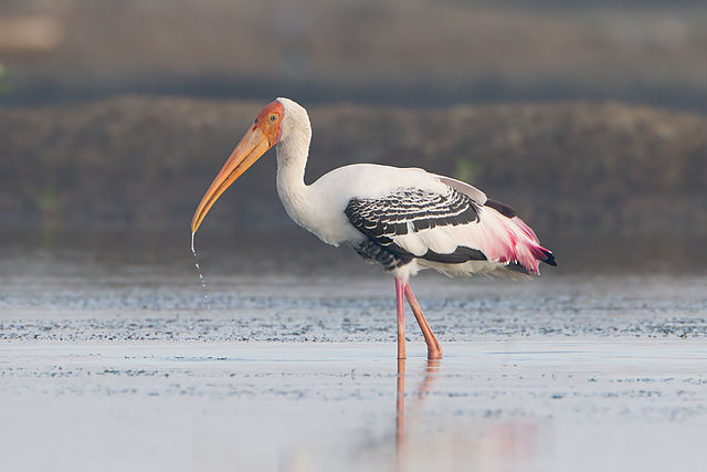 Painted Stork