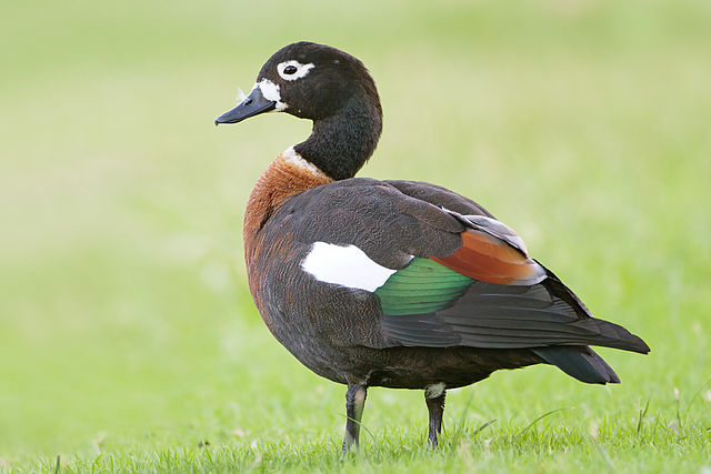 Australian shelduck