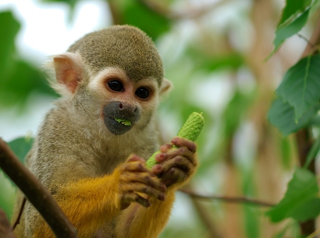 Bolivian Squirrel Monkeys