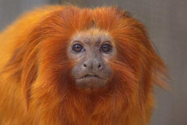 Golden Lion Tamarin