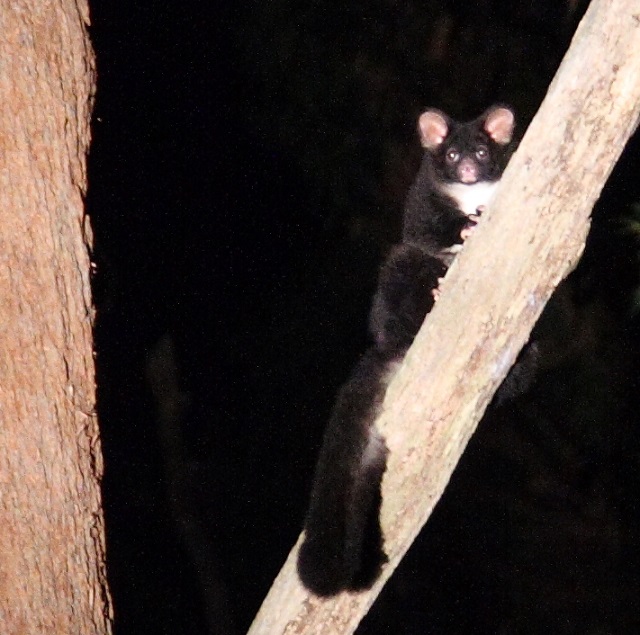 Greater Glider