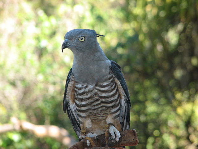 Pacific Baza