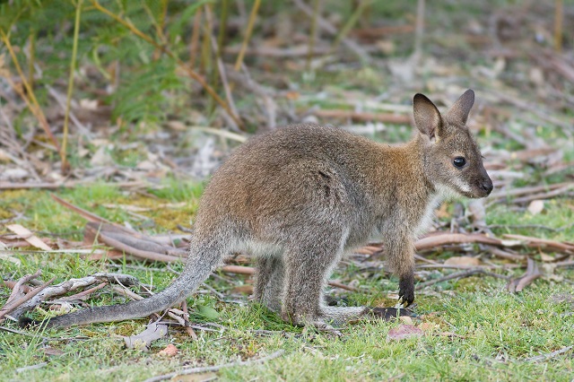 Wallaby