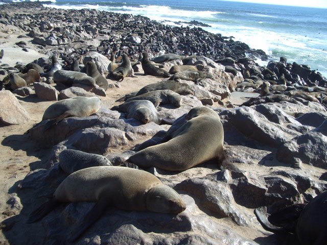 Cape Cross Seal Reserve