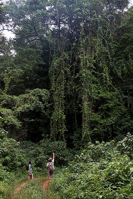 Chirinda Forest