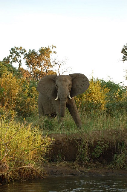 Lower Zambezi National Park