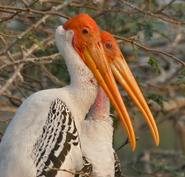 Painted Stork