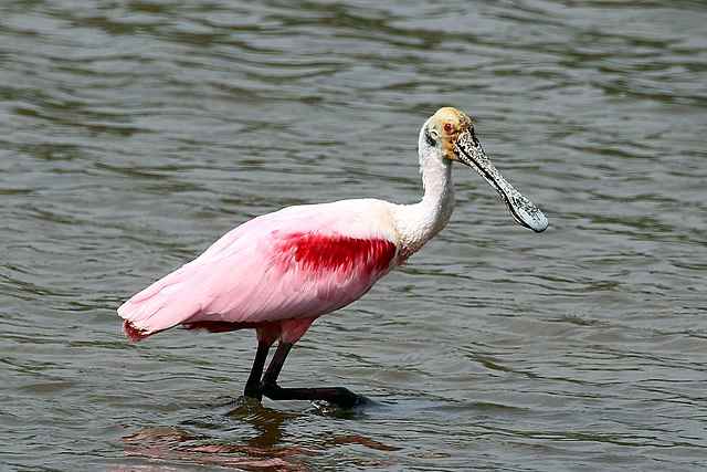 Spoonbill