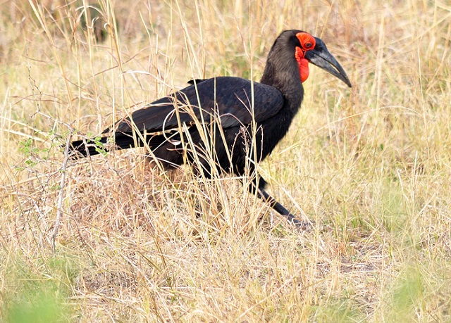 hornbill