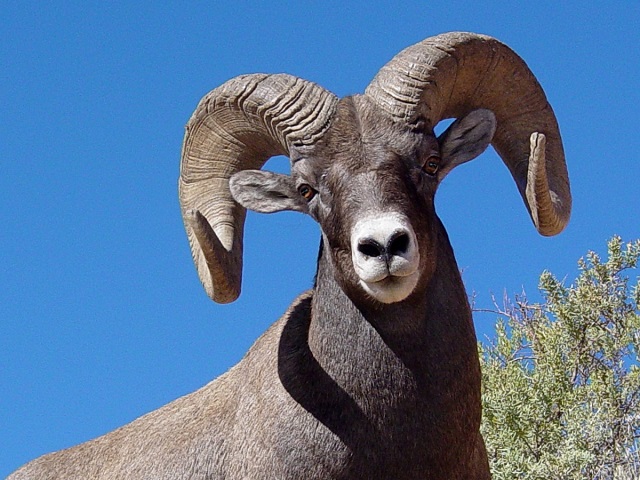 Argali