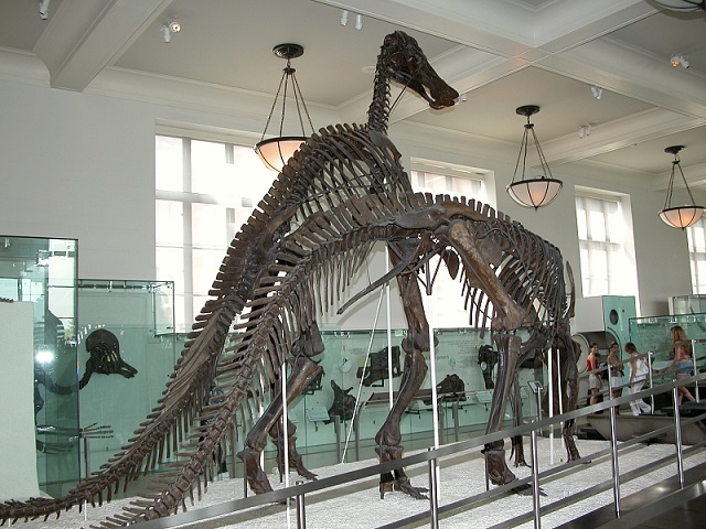 Fossils of Tyrannosaurus