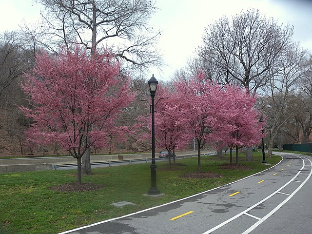 Harlem River Greenway