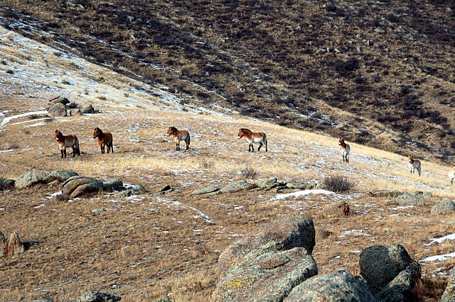Khustai National Park