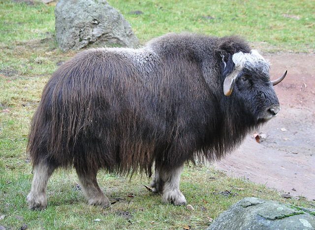 Muskox