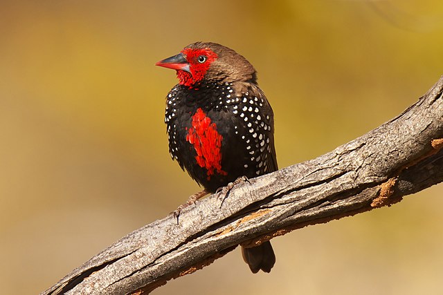 Painted Finch