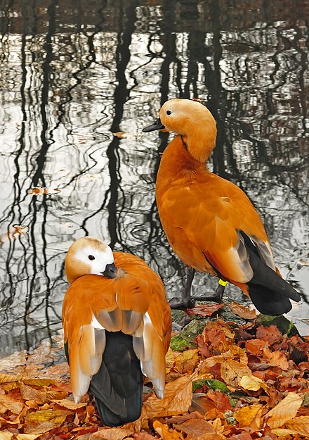 Ruddy-Shelduck