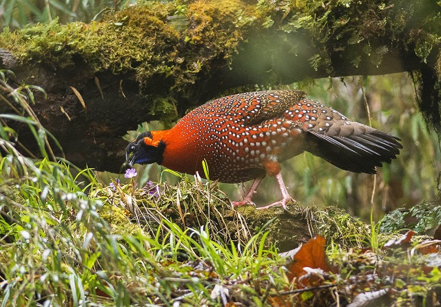 Satyr Tragopan